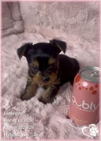 Jameson, a male Yorkshire Terrier for sale in Tempe, AZ – Photo 10 of 10