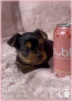 Jameson, a male Yorkshire Terrier for sale in Tempe, AZ – Photo 5 of 10