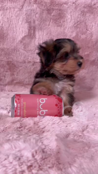 Scrappy the Morkie Poo, a male Yorkipoo and Maltese for sale in Tempe, AZ – 9 of 9