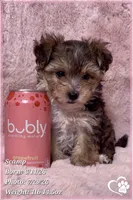 Scamp the Morkie Poo, a male Yorkipoo and Maltese for sale in Tempe, AZ – 7 of 9