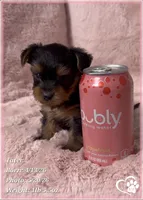 Tater, a male Yorkshire Terrier for sale in Tempe, AZ – 5 of 10