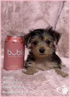 Hiccup, a female Morkie for sale in Tempe, AZ – 4 of 10