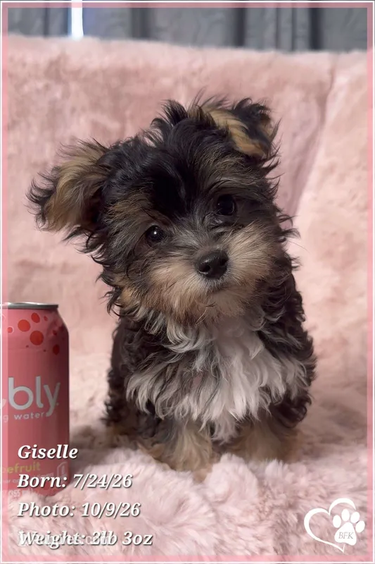 Giselle – Morkie puppy for sale in Phoenix, AZ
