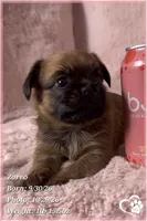 Zorro, a male Brussels Griffon for sale in Phoenix, AZ – 7 of 10