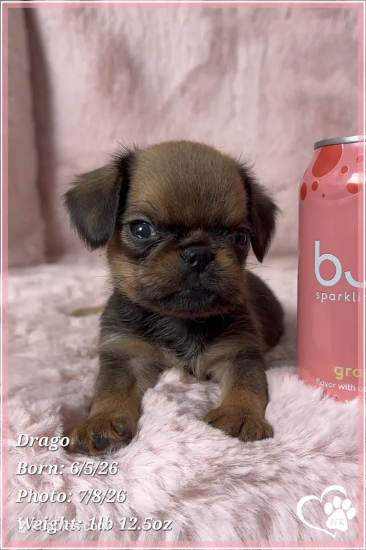 Drago – Brussels Griffon puppy on hold in Tempe, AZ
