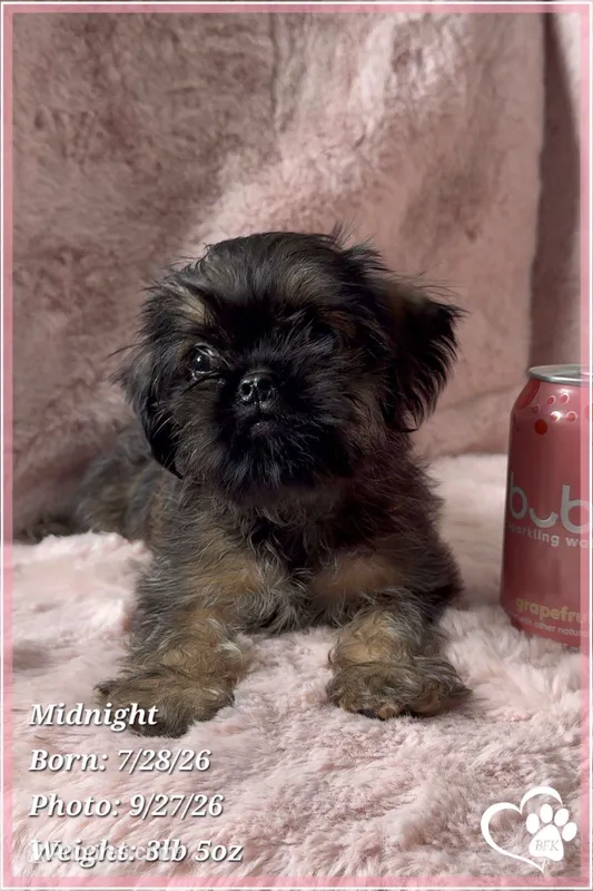 Midnight – Brussels Griffon puppy for sale in Phoenix, AZ