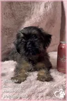 Midnight, a female Brussels Griffon for sale in Phoenix, AZ – 1 of 9