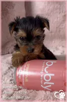 Stuart, a male Yorkshire Terrier for sale in Phoenix, AZ – 2 of 10