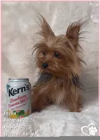 Freya the Teacup, a female Yorkshire Terrier for sale in Tempe, AZ – 2 of 9