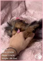 Beans, a male Yorkshire Terrier for sale in Tempe, AZ – 4 of 10