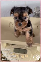Sammie, a male Yorkshire Terrier for sale in Phoenix, AZ – 9 of 10