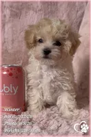 Winter, a female Maltipoo for sale in Phoenix, AZ – 9 of 10