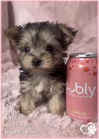 Lil Gus, a male Morkie for sale in Tempe, AZ – Photo 8 of 10