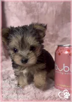 Lil Gus, a male Morkie for sale in Tempe, AZ – Photo 5 of 10