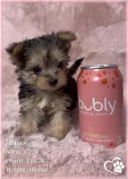 Lil Gus, a male Morkie for sale in Tempe, AZ – Photo 6 of 10