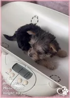 Lil Gus, a male Morkie for sale in Tempe, AZ – Photo 3 of 10