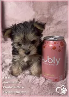 Lil Gus, a male Morkie for sale in Tempe, AZ – Photo 2 of 10