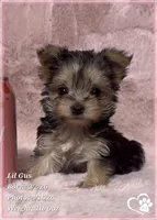 Lil Gus, a male Morkie for sale in Tempe, AZ – Photo 4 of 10