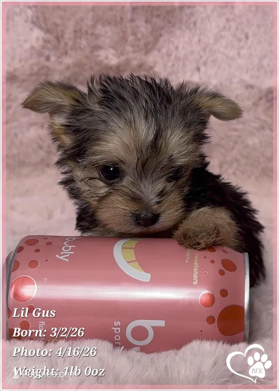 Lil Gus – Morkie puppy for sale in Tempe, AZ