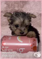 Lil Gus, a male Morkie for sale in Tempe, AZ – Photo 1 of 10