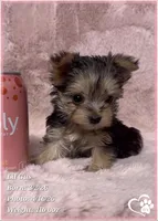Lil Gus, a male Morkie for sale in Tempe, AZ – Photo 9 of 10