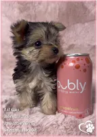 Lil Gus, a male Morkie for sale in Tempe, AZ – Photo 7 of 10