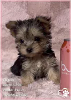 Lil Gus, a male Morkie for sale in Tempe, AZ – Photo 10 of 10