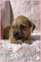 Porkchop the Porkie, a male Pug and Yorkshire Terrier for sale in Phoenix, AZ – 5 of 9