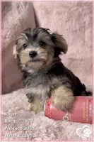 Roger the Morkie, a male Morkie for sale in Phoenix, AZ – 5 of 10