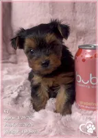 CJ, a male Yorkshire Terrier for sale in Tempe, AZ – Photo 6 of 8