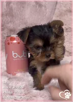 Cedric, a male Yorkshire Terrier for sale in Tempe, AZ – Photo 5 of 10