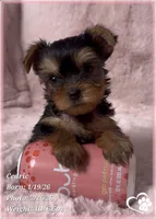 Cedric, a male Yorkshire Terrier for sale in Tempe, AZ – Photo 1 of 10
