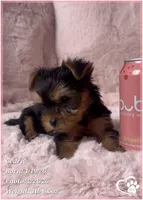 Cedric, a male Yorkshire Terrier for sale in Tempe, AZ – Photo 6 of 10