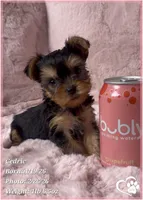 Cedric, a male Yorkshire Terrier for sale in Tempe, AZ – Photo 9 of 10