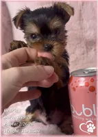 Cedric, a male Yorkshire Terrier for sale in Tempe, AZ – Photo 2 of 10