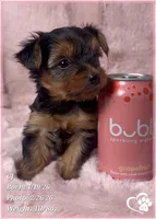 CJ, a male Yorkshire Terrier for sale in Tempe, AZ – Photo 5 of 8