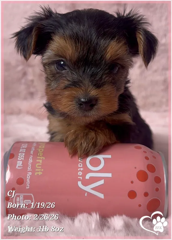 CJ, a male Yorkshire Terrier for sale in Tempe, AZ – Photo 1 of 8