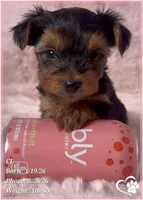 CJ, a male Yorkshire Terrier for sale in Tempe, AZ – Photo 1 of 8