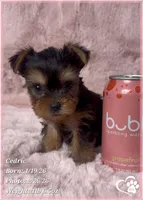Cedric, a male Yorkshire Terrier for sale in Tempe, AZ – Photo 8 of 10