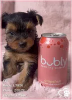 CJ, a male Yorkshire Terrier for sale in Tempe, AZ – Photo 2 of 8