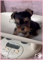 Cedric, a male Yorkshire Terrier for sale in Tempe, AZ – Photo 4 of 10