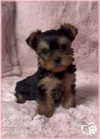 Cedric, a male Yorkshire Terrier for sale in Tempe, AZ – Photo 3 of 10