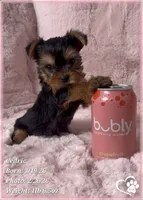 Cedric, a male Yorkshire Terrier for sale in Tempe, AZ – Photo 10 of 10