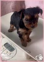 CJ, a male Yorkshire Terrier for sale in Tempe, AZ – Photo 3 of 8