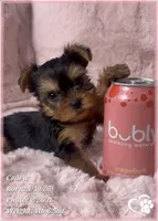 Cedric, a male Yorkshire Terrier for sale in Tempe, AZ – Photo 7 of 10