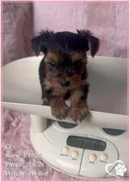 CJ, a male Yorkshire Terrier for sale in Tempe, AZ – Photo 4 of 8