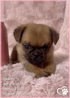 Churro the Bugg/Brugg, a male Pug and Brussels Griffon for sale in Tempe, AZ – 2 of 10