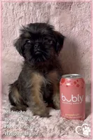 Midnight, a female Brussels Griffon for sale in Phoenix, AZ – 3 of 9