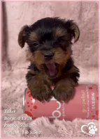 Tater, a male Yorkshire Terrier for sale in Tempe, AZ – 6 of 10