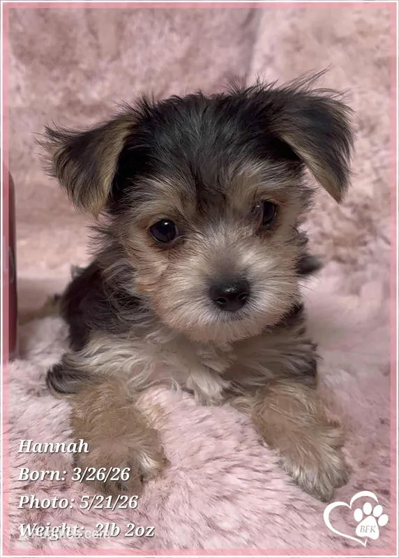 Hannah – Morkie puppy for sale in Tempe, AZ